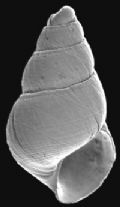 Odostomia striolata